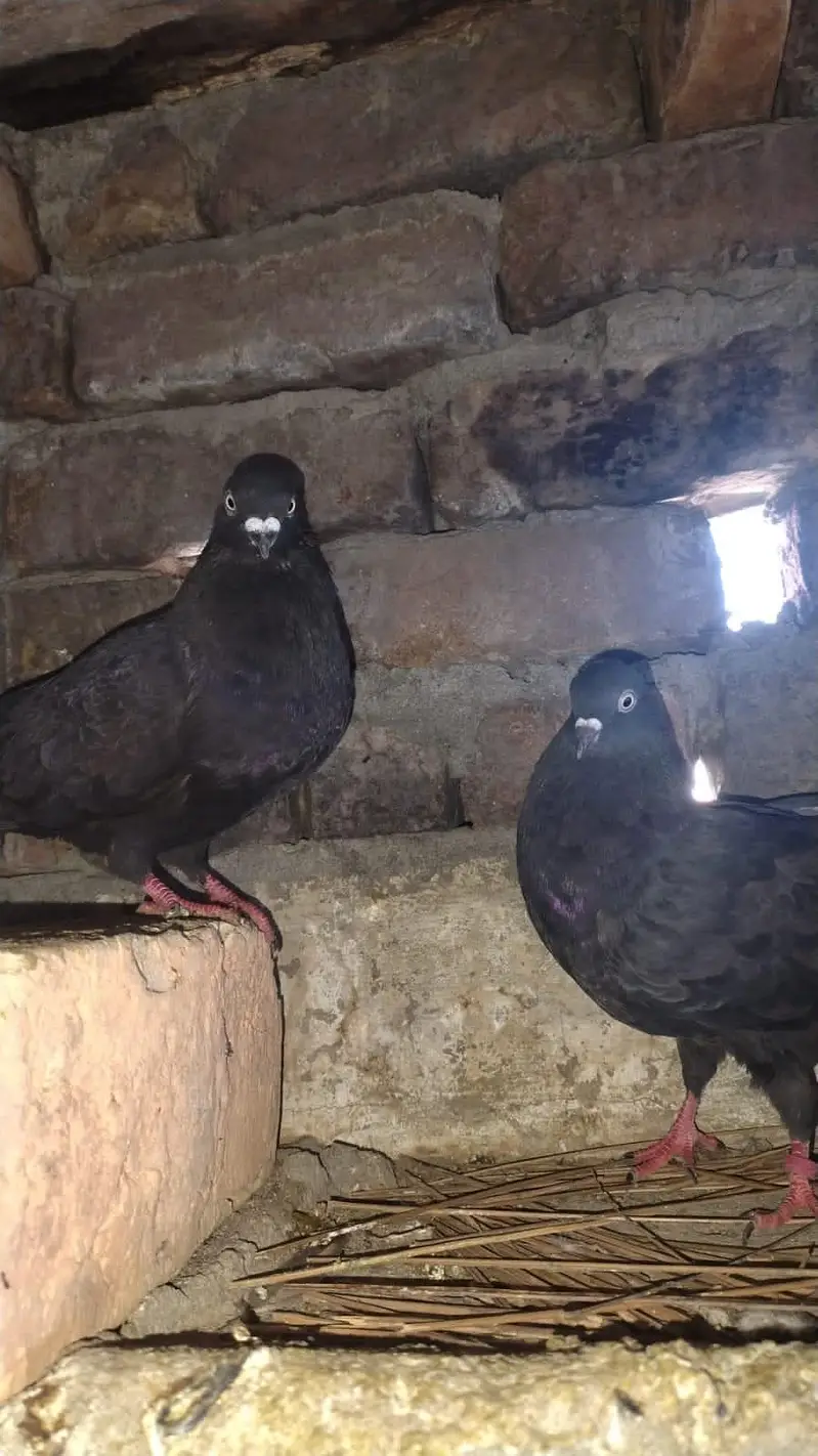 زاک چینے اور ناگ اور ٹیڈی جوڑے — photo 3