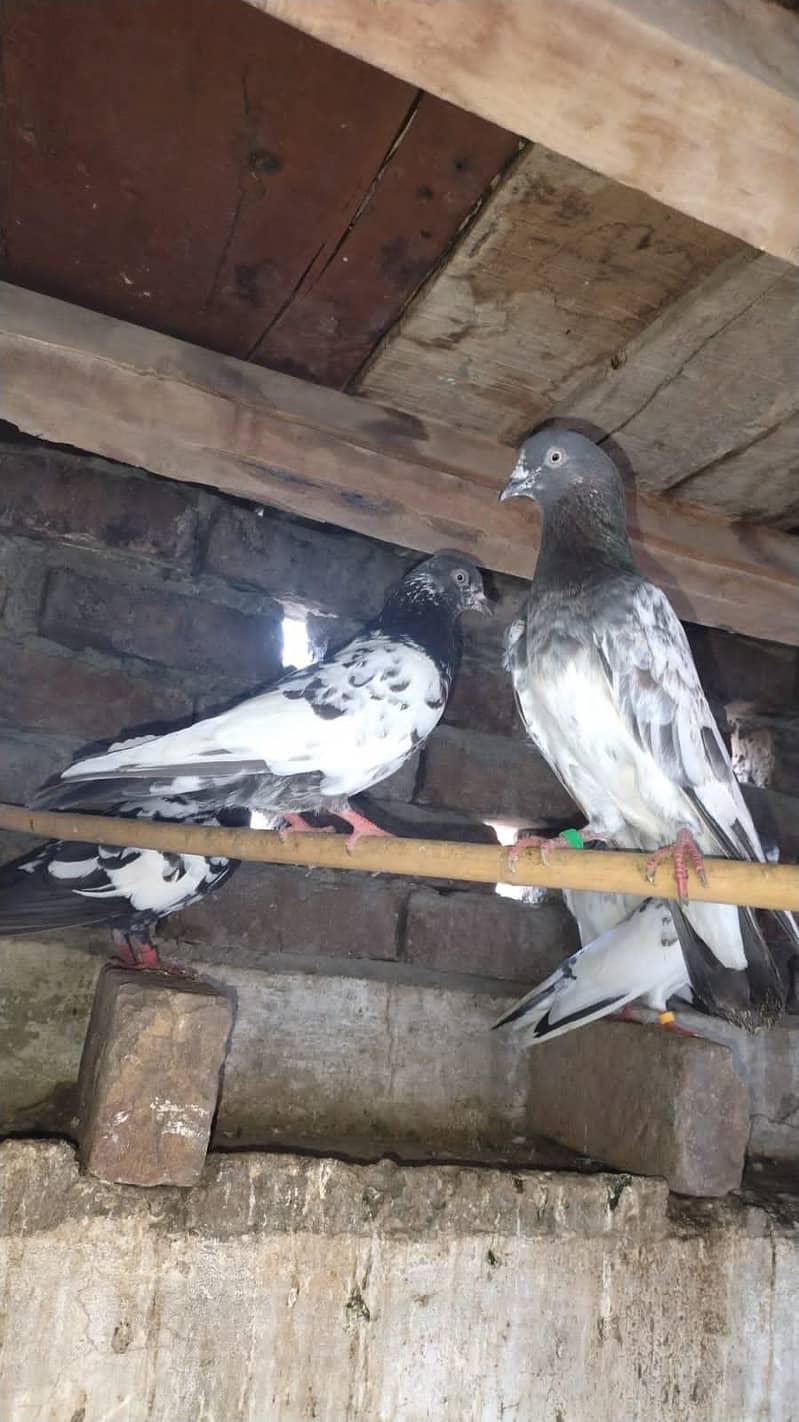 زاک چینے اور ناگ اور ٹیڈی جوڑے 3