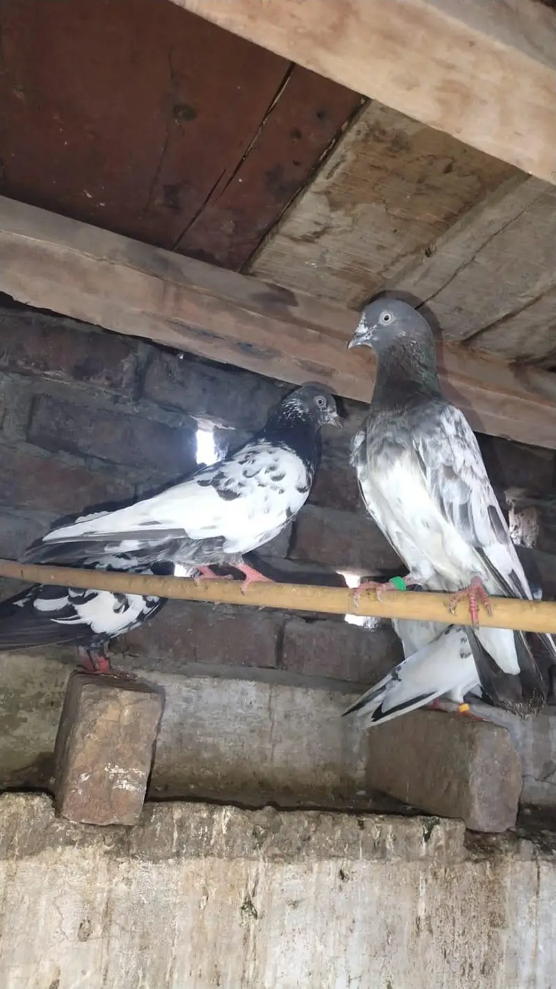 زاک چینے اور ناگ اور ٹیڈی جوڑے — photo 4