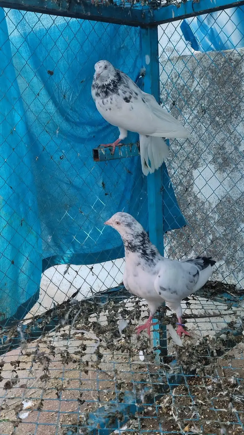 زاک چینے اور ناگ اور ٹیڈی جوڑے — photo 6