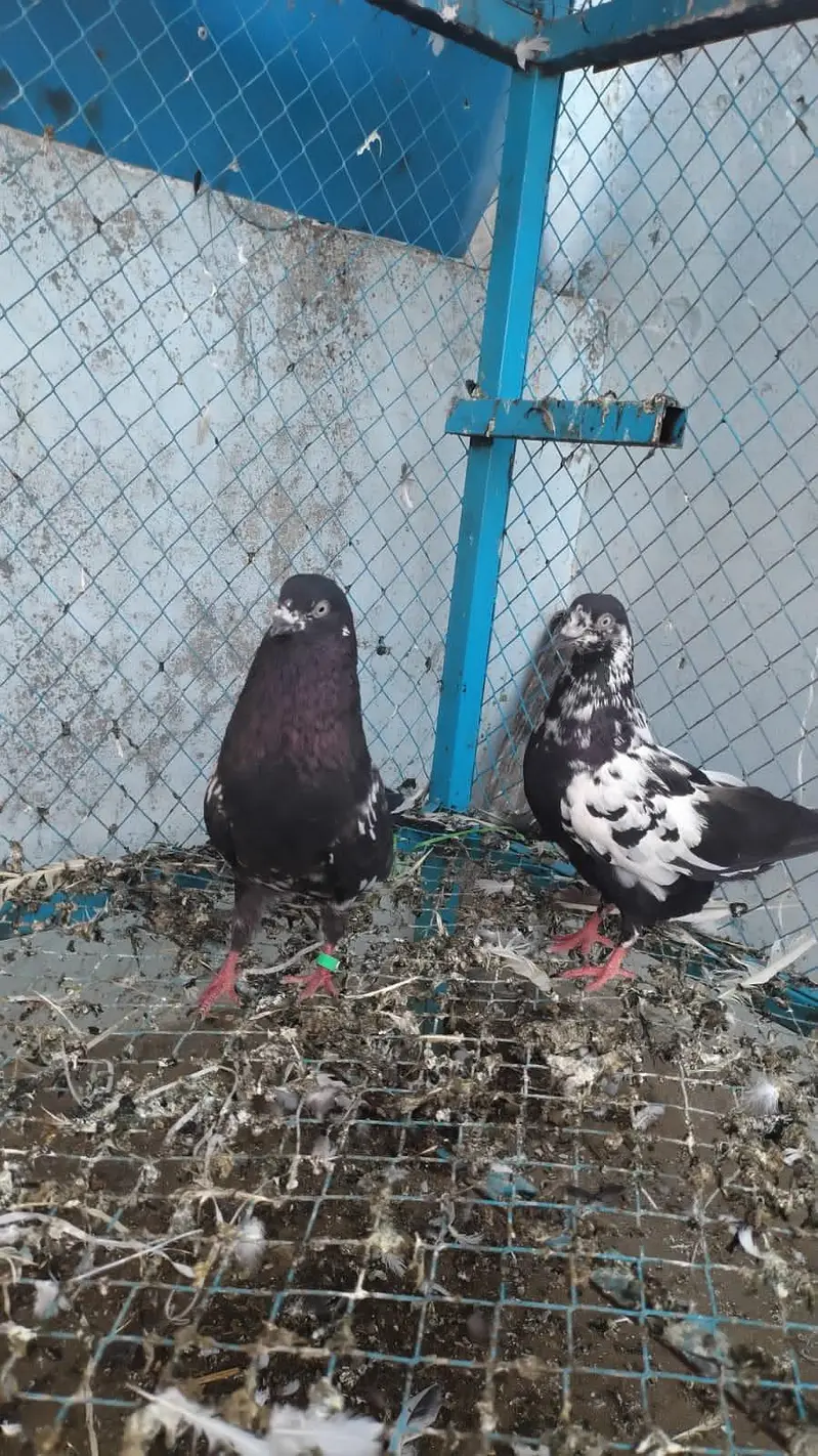 زاک چینے اور ناگ اور ٹیڈی جوڑے — photo 8