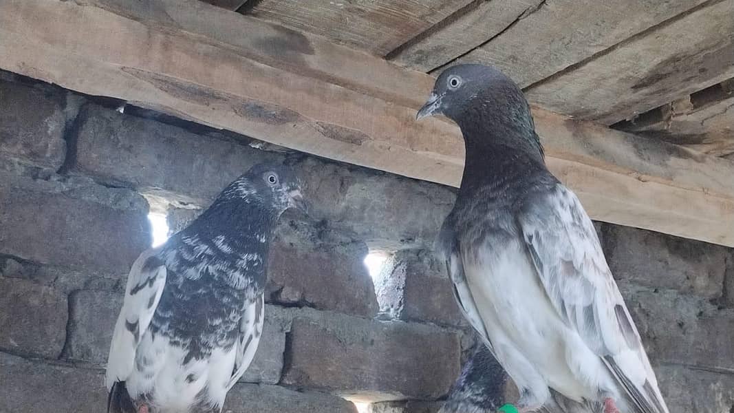 زاک چینے اور ناگ اور ٹیڈی جوڑے 12