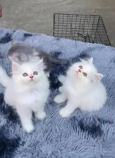 Person Female kitten for sale Whatsapp Number 0370//3659//941