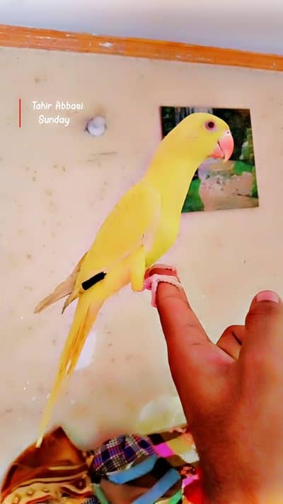 yellow Ringneck. tamed