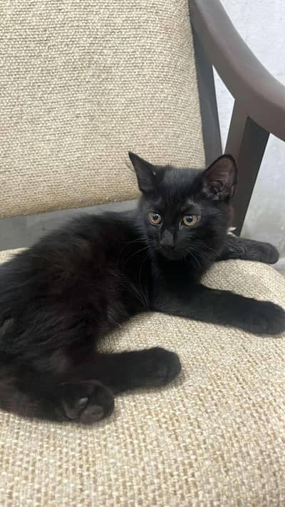 black Persian cat