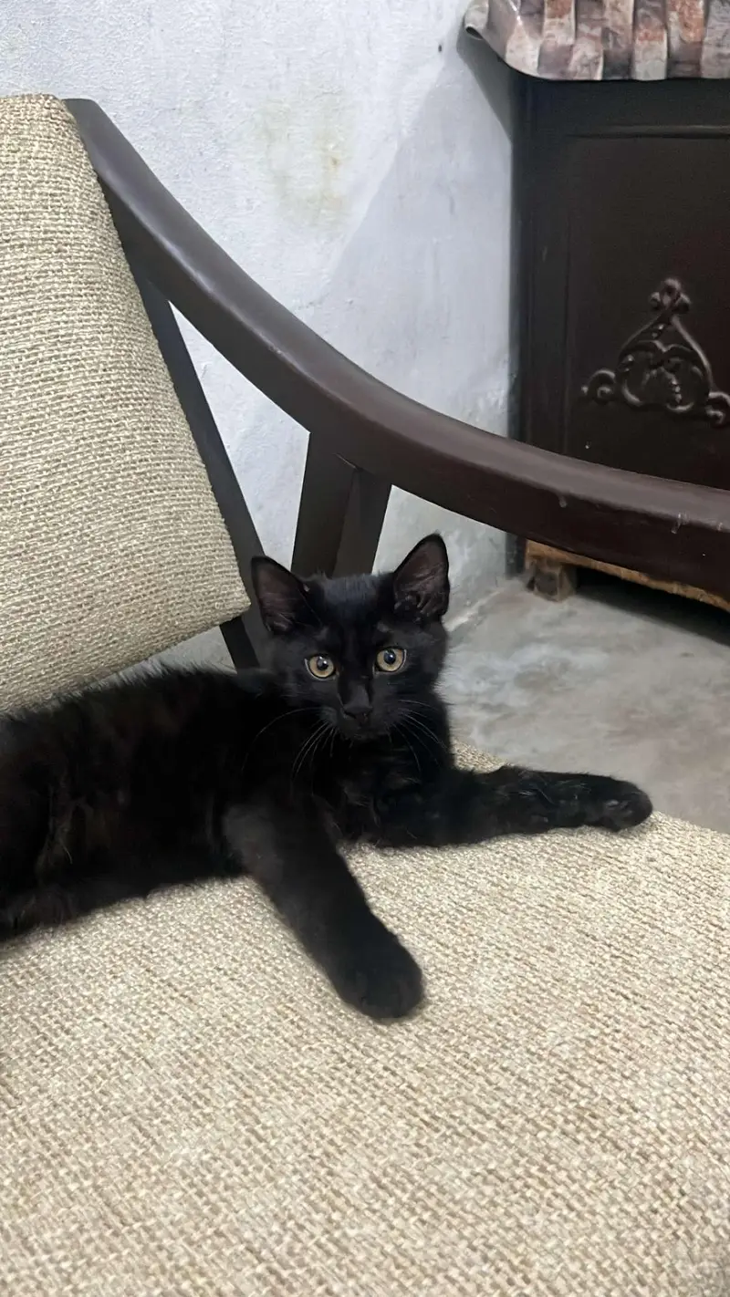 black Persian cat — photo 2