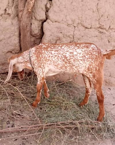 Beautiful Makkah Chini Bakra     03228068296 WhatsApp