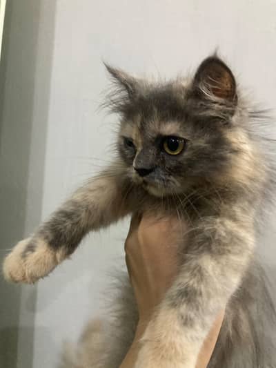 3 persian kittens 3 months old Up for adoption