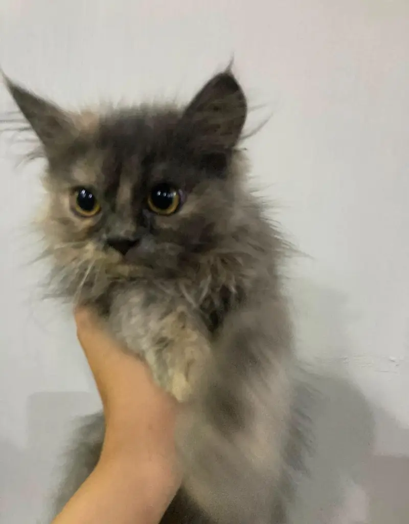 3 persian kittens 3 months old Up for adoption — photo 2