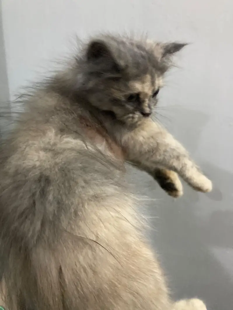 3 persian kittens 3 months old Up for adoption — photo 3