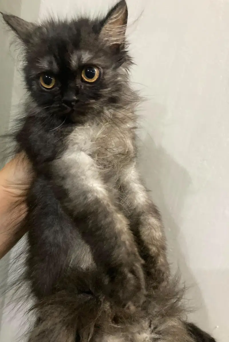 3 persian kittens 3 months old Up for adoption — photo 4