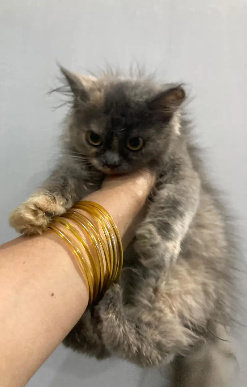 3 persian kittens 3 months old Up for adoption — photo 5