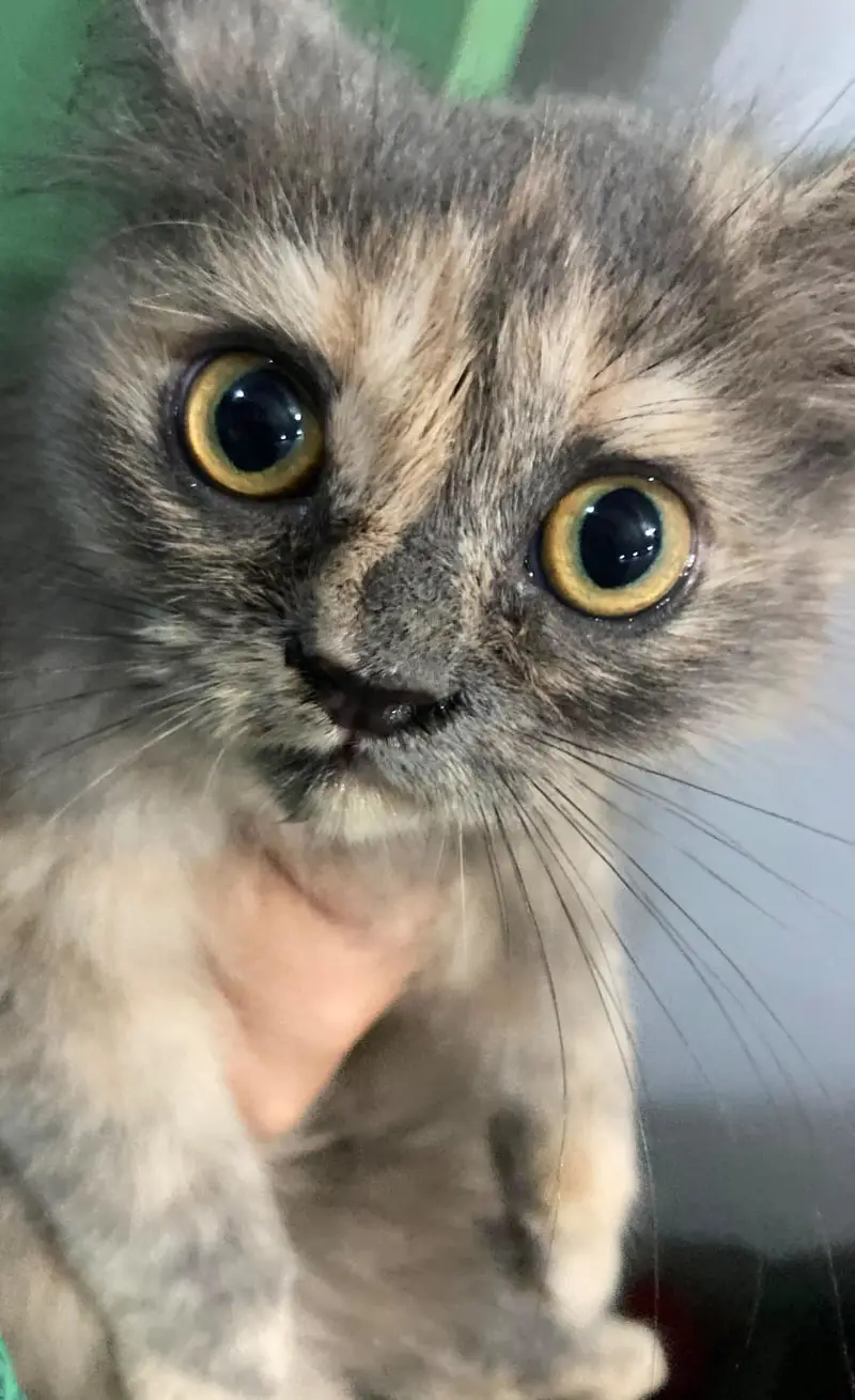 3 persian kittens 3 months old Up for adoption — photo 6