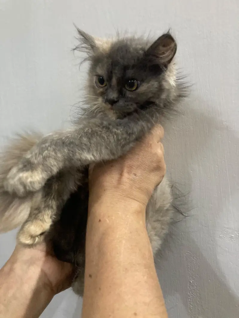 3 persian kittens 3 months old Up for adoption — photo 7