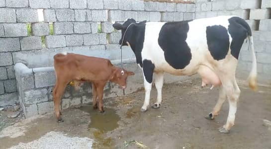 first timer for sale in TALAGANG
