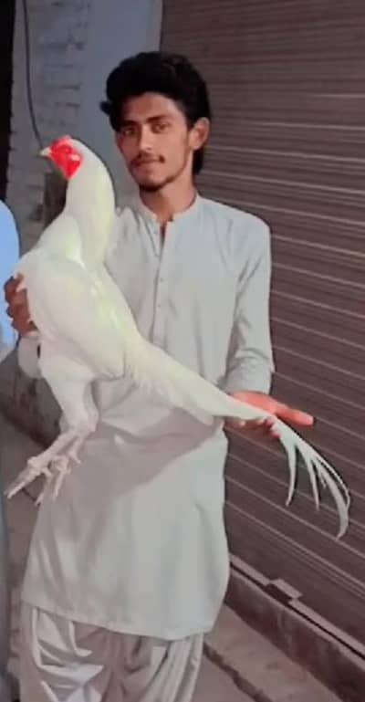 اصیل (Aseel) مرغی برائے فروخت