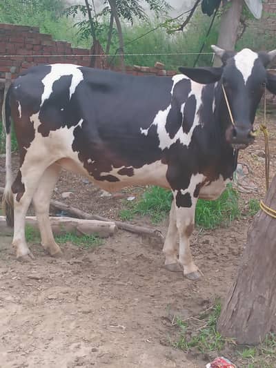 cow selling