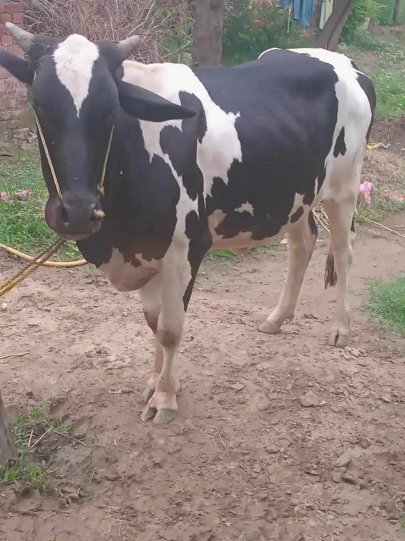cow selling — photo 2