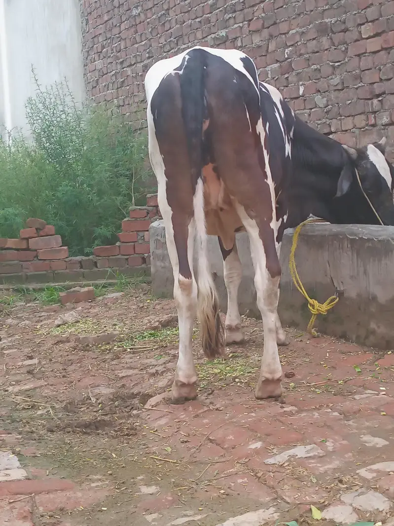 cow selling — photo 3
