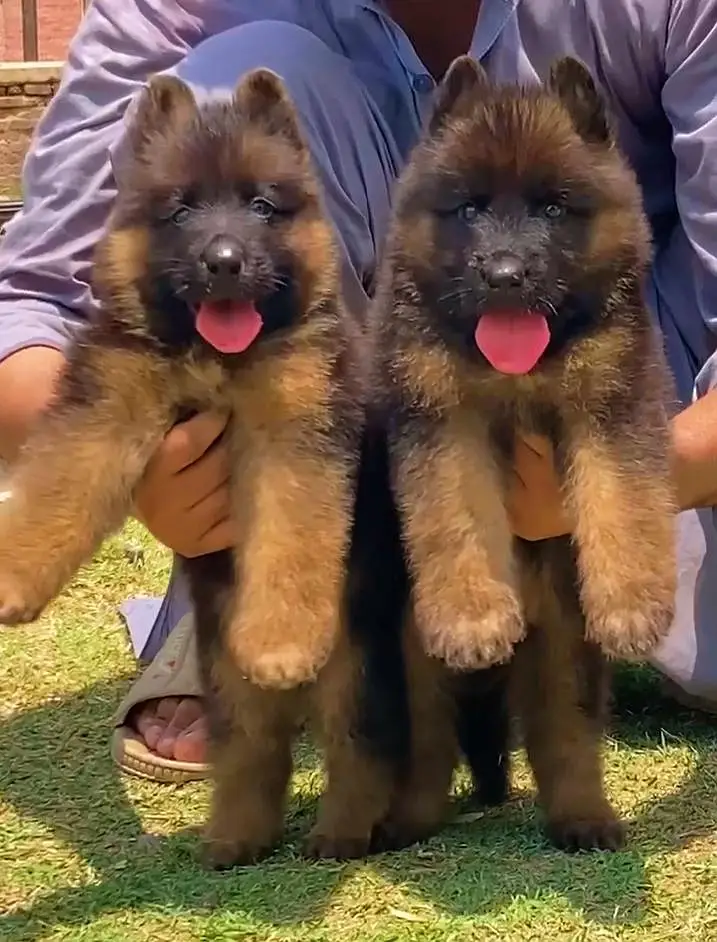 German shepherd long coat important blood line pair for sale — photo 2