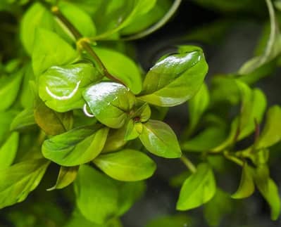 All Low tec, high tec aquarium plants for sale