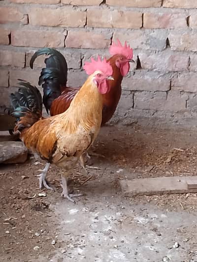 cock for sale
