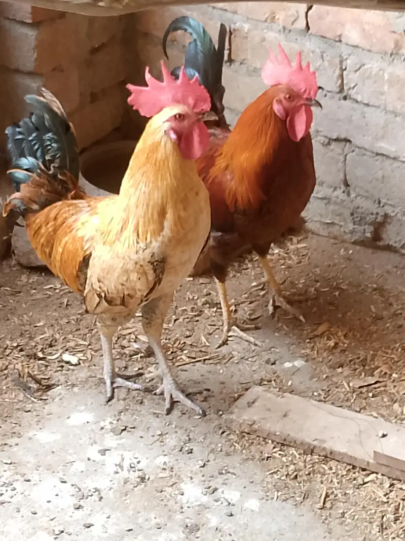 cock for sale — photo 2