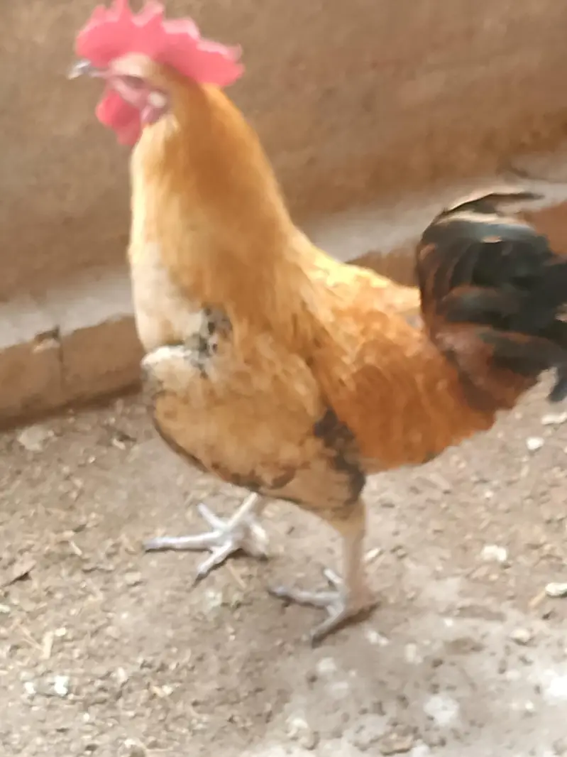cock for sale — photo 3
