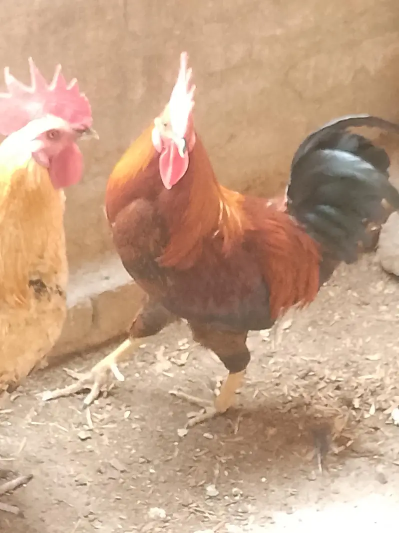 cock for sale — photo 4