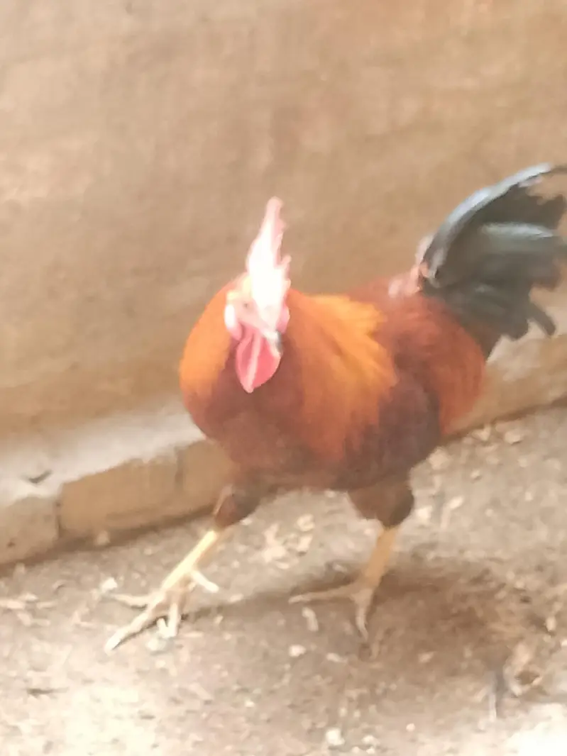 cock for sale — photo 5