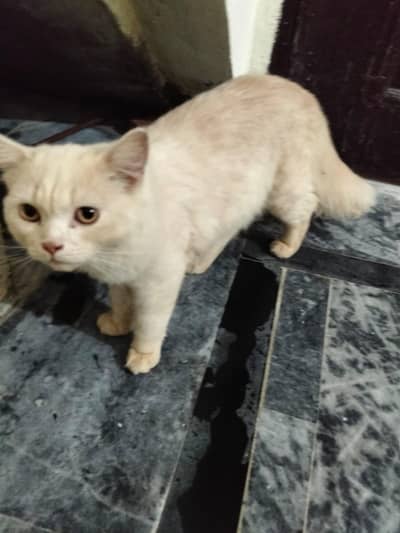 Cat for Sale