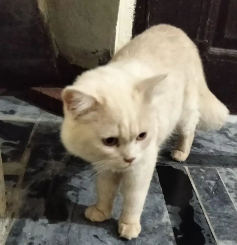 Cat for Sale — photo 2
