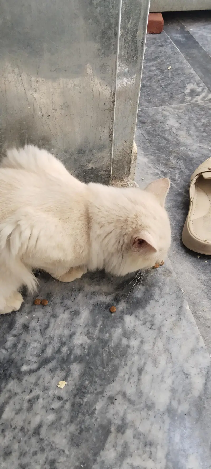 Cat for Sale — photo 3