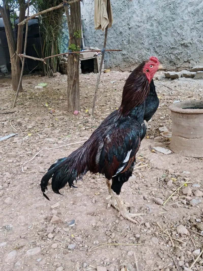 aseel family — photo 3