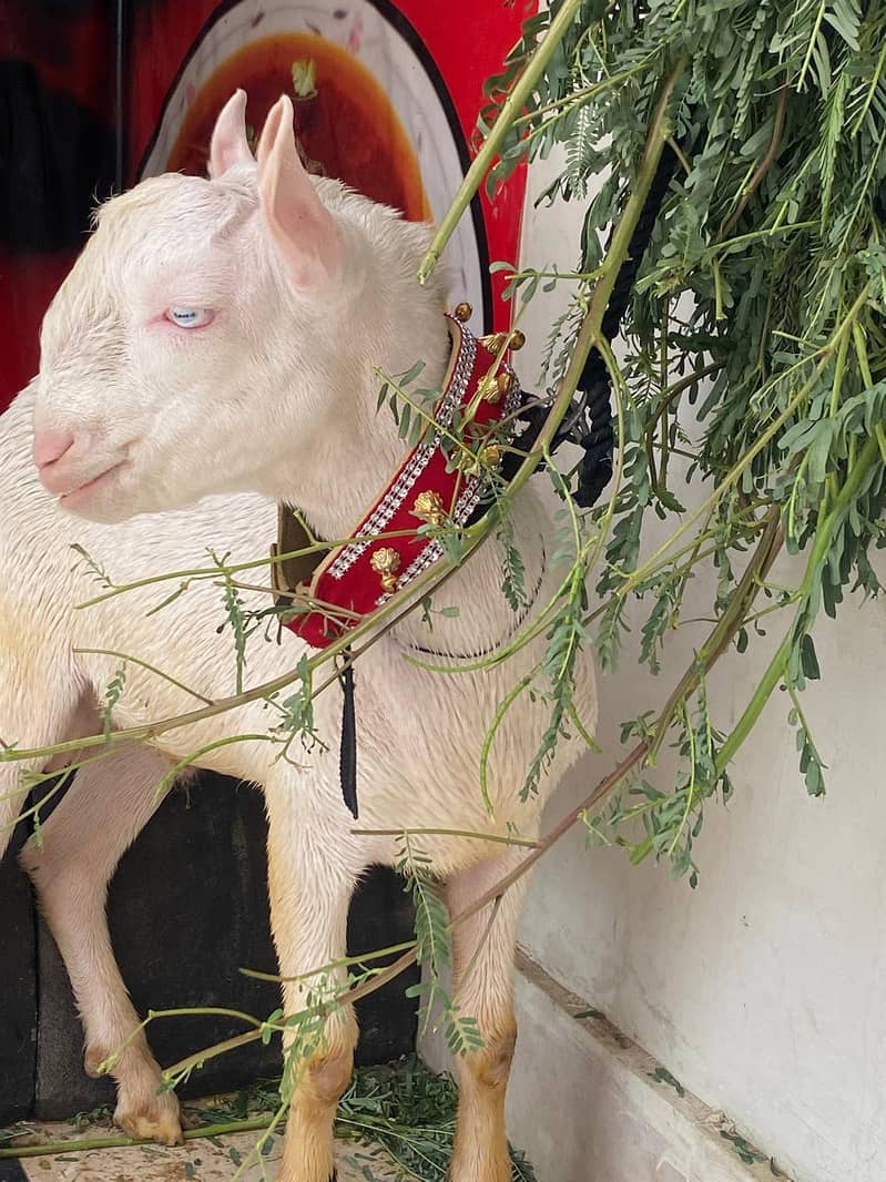 taddy Bakra 1