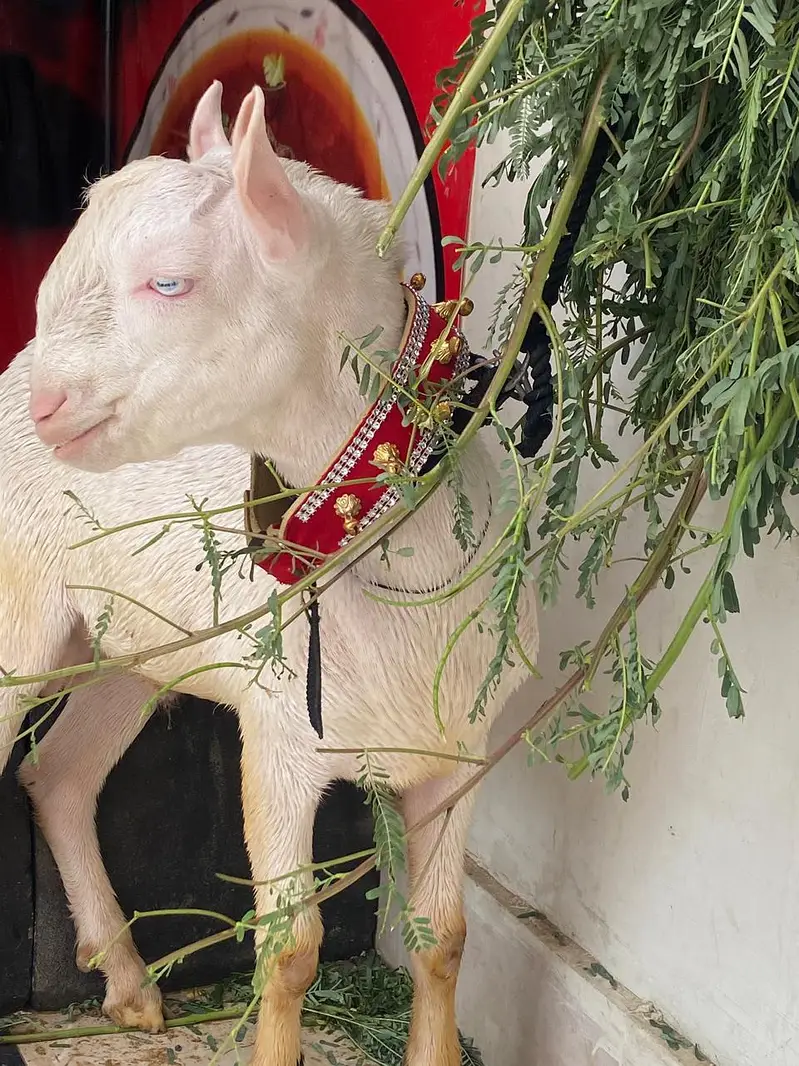 taddy Bakra — photo 2