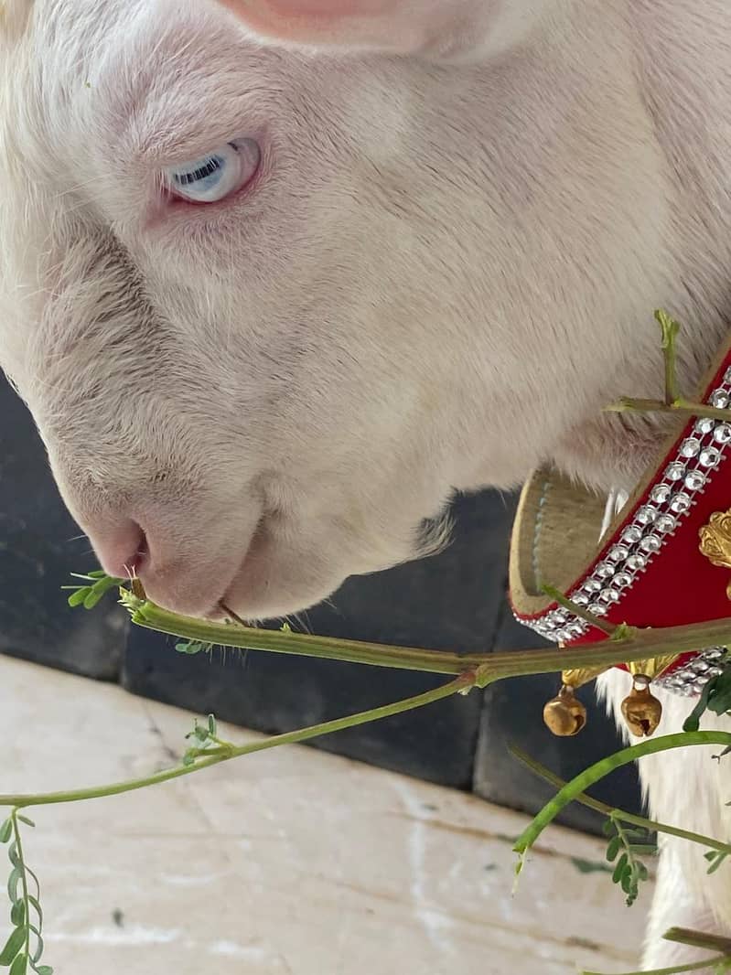 taddy Bakra 2
