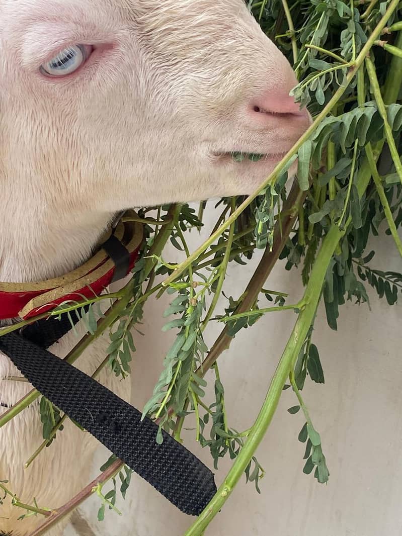 taddy Bakra 9