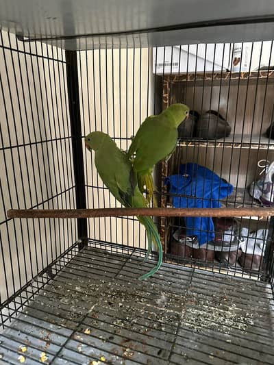 Urgent sale