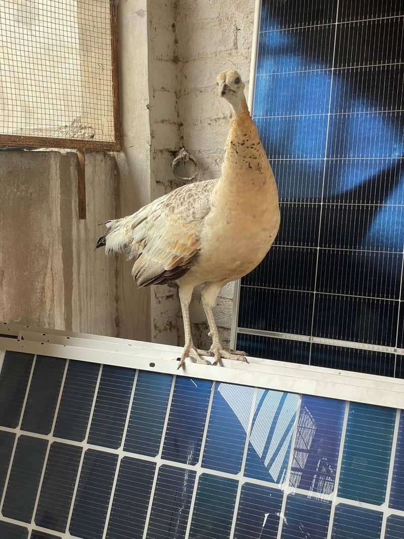 peacock female available 0