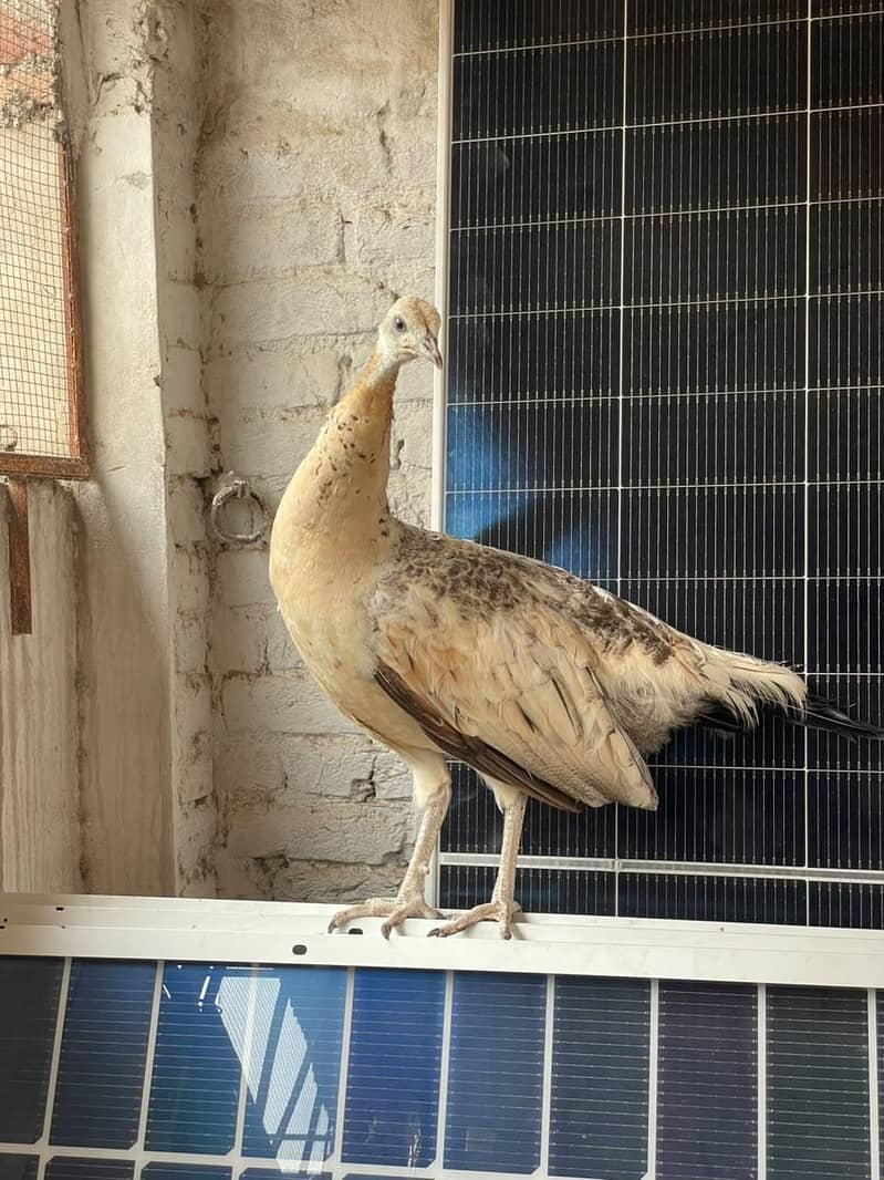 peacock female available 1