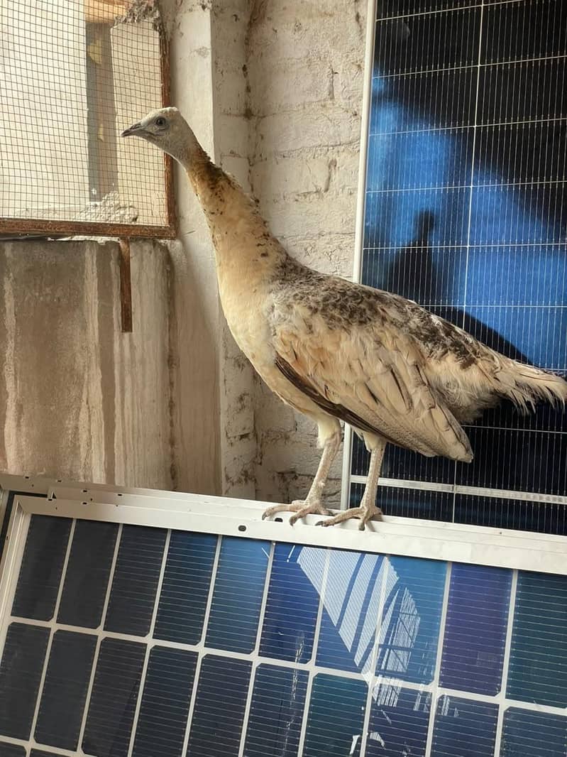 peacock female available 2
