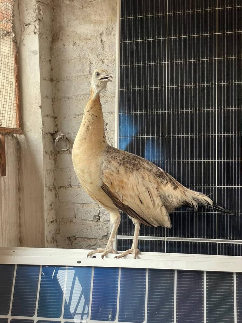 peacock female available 3