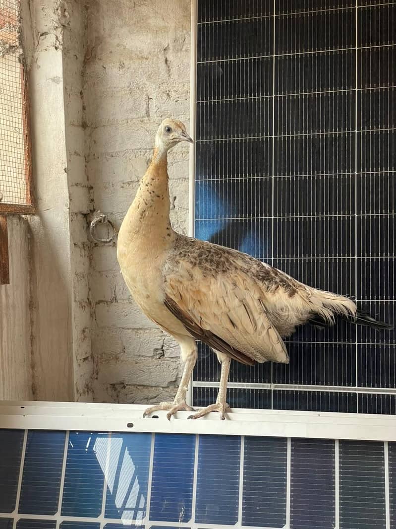 peacock female available 4