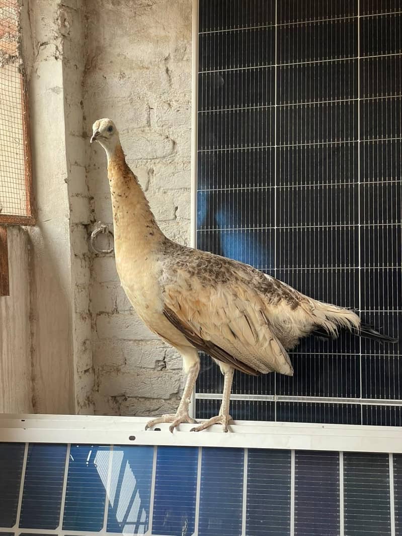 peacock female available 5