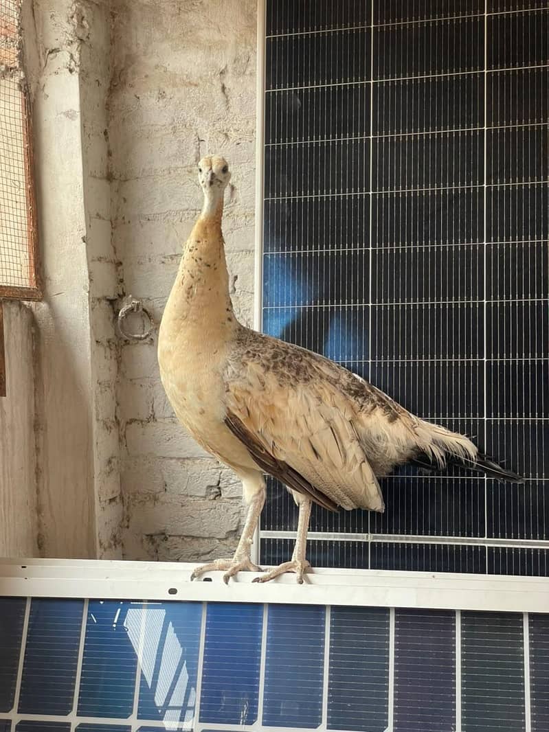 peacock female available 7