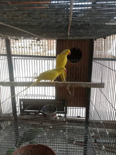 RING NECK PARROT FOR SALE .
