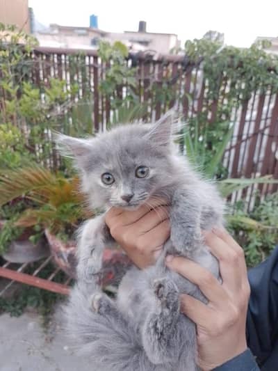 Persian kitten for sale urgent