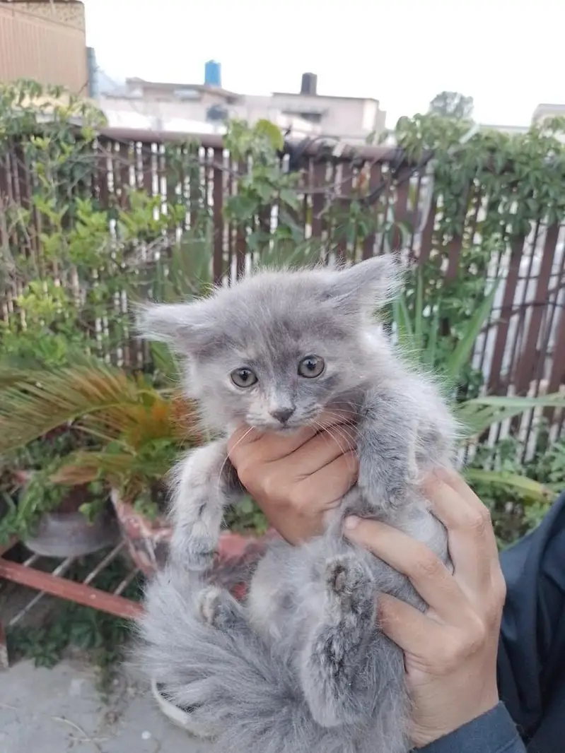 Persian kitten for sale urgent — photo 2