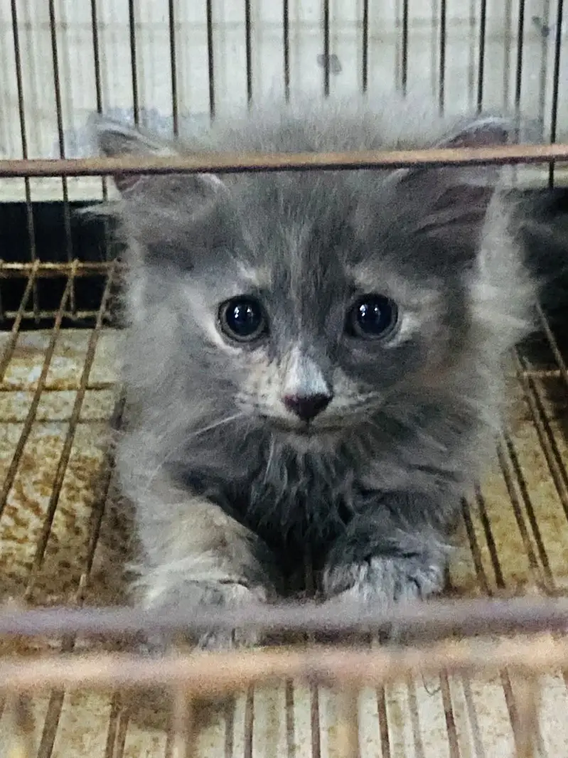 Persian kitten for sale urgent — photo 3